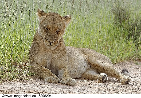 Lioness (Panthera leo)  adult female  lying at the edge of a sand road  sleeping  Kgalagadi Transfrontier Park  Northern Cape  South Africa  Africa.