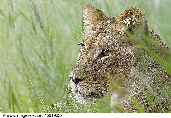Lioness (Panthera leo)  adult female  standing in high grass  alert  Kgalagadi Transfrontier Park  Northern Cape  South Africa  Africa.
