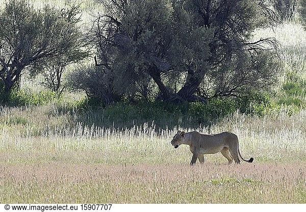 Lioness (Panthera leo)  adult female  walking in the grass  Kgalagadi Transfrontier Park  Northern Cape  South Africa  Africa.