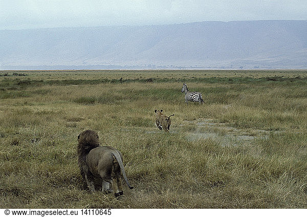Lions chase Zebra
