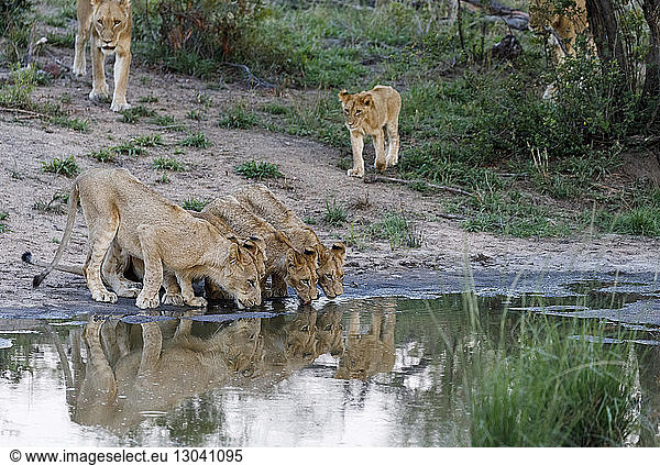Lions drinking water from lake at Sabie Park