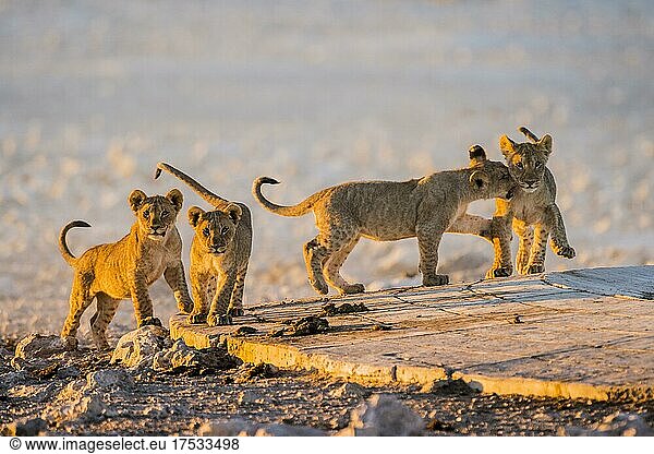 Lions (Panthera leo)  cubs playing at a waterhole  Etosha National Park  Namibia  Africa