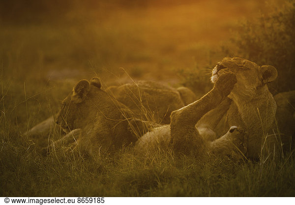 Lions resting and playing in the evening sun in Chobe National Park  Botswana