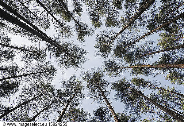 Lithuania  Kernave  Directly below view of forest tree canopies