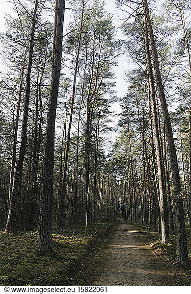 Lithuania  Kernave  Empty forest footpath