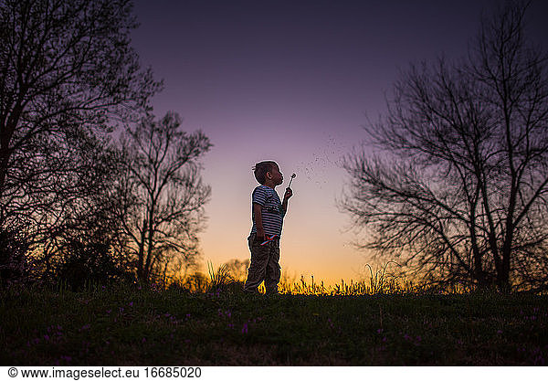 Little boy blowing dandelion silohette summer sunset purple yellow