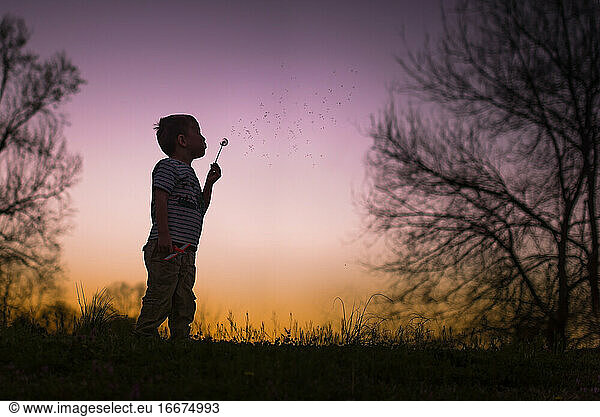 little boy blowing dandelion silohette warm summer night sunset trees