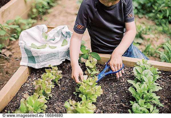 Little boy harvesting the lettuce in the family garden