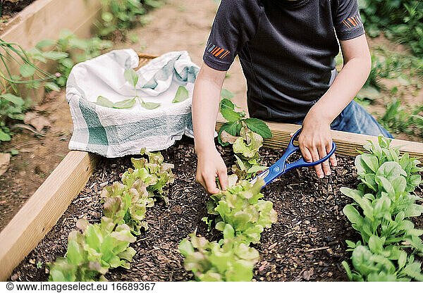 Little boy harvesting the lettuce in the family garden