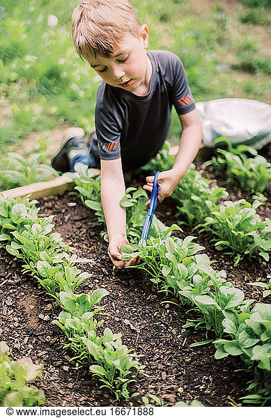 Little boy harvesting the spinach in the family garden