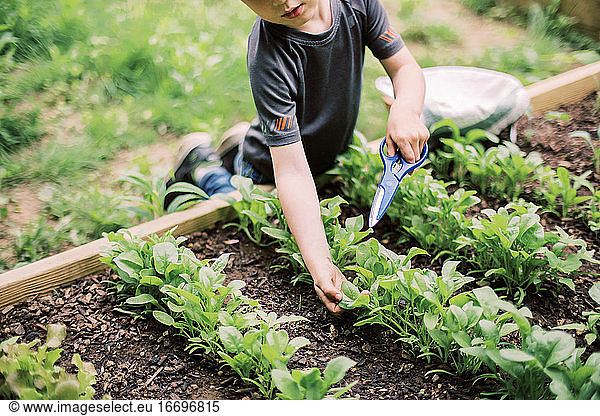 Little boy harvesting the spinach in the family garden