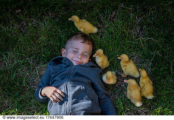 Little boy laughing as six baby ducks walk around him