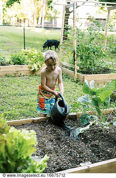Little boy watering in some carrot seed