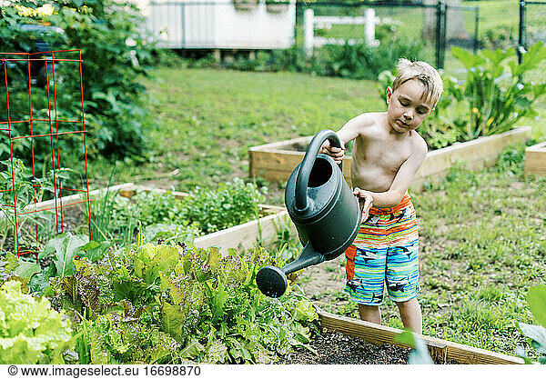 Little boy watering in some carrot seed