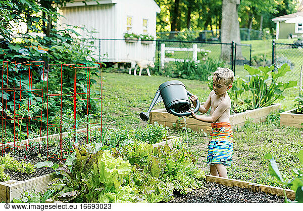 Little boy watering the lettuce