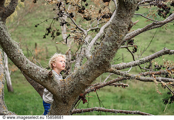 Little curly haired boy climbing a tree