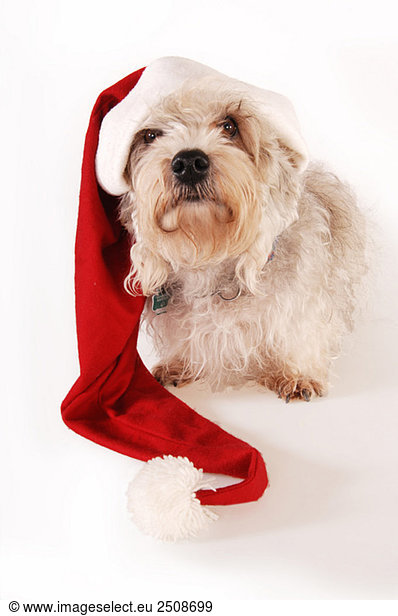 Little dog with Santa Claus hat