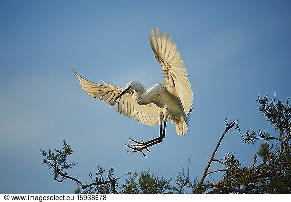 Little egret (Egretta garzetta) approaching  Parc Naturel Regional de Camargue  Camargue  France  Europe
