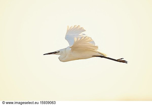 Little egret (Egretta garzetta) flying  Saintes-Maries-de-la-Mer  Parc Naturel Regional de Camargue  Camargue  France  Europe