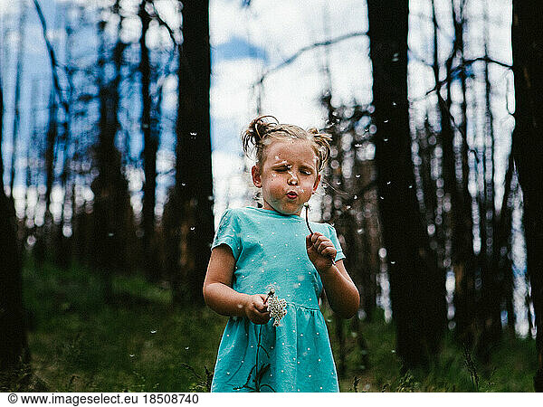 Little girl blowing out a dandelion with her eyes closed in forest