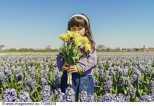 Little girl holding yellow tulips on hyacinth field