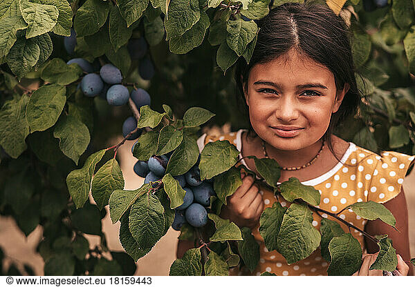 Little girl in the orchard plums harvest