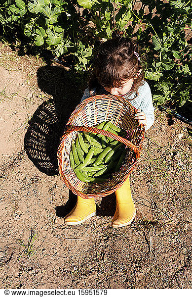 Little girl sitting on ground with basket of harvested pea pods
