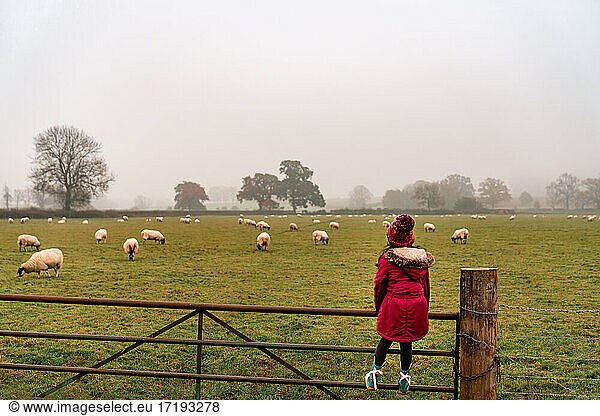 Little girl with sheep grazing in an england farm on a foggy morning