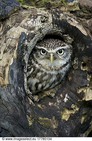 Little owl (Athene noctua) adult  looking out of a hole in a tree  Gloucestershire  England  February (in captivity)