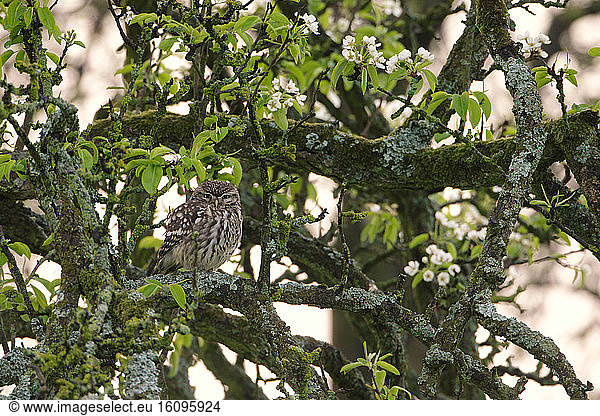 Little Owl (Athene noctua) in an old apple tree  Ardennes  Belgium