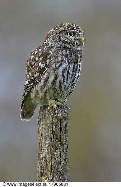 Little Owl (Athene noctua)  male on willow pole  biosphere area  Swabian Alb  Baden-Württemberg  Germany  Europe