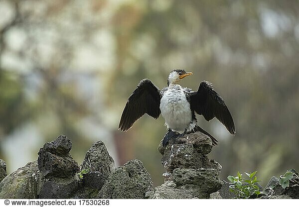 Little pied cormorant (Microcarbo melanoleucos) drying its wings while perching on a stone wall  Melbourne  Victoria  Australia  Oceania