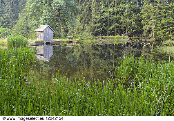 Little pond and fishing hut at Klause in Alt Neuschoenau in the Bavarian Forest National Park  Bavaria  Germany