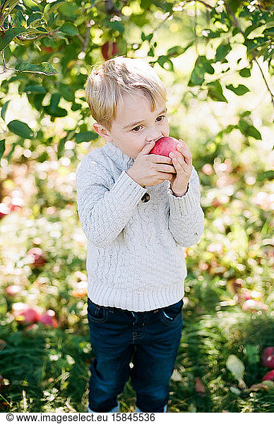 Little toddler boy biting into an apple at an orchard in New England.