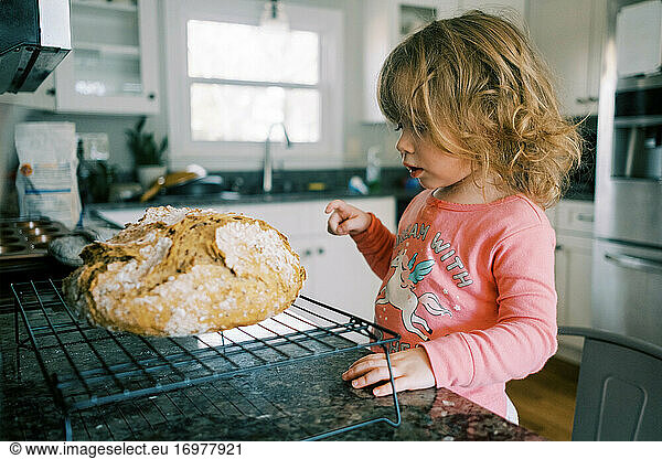 Little toddler looking at a fresh baked loaf of bread