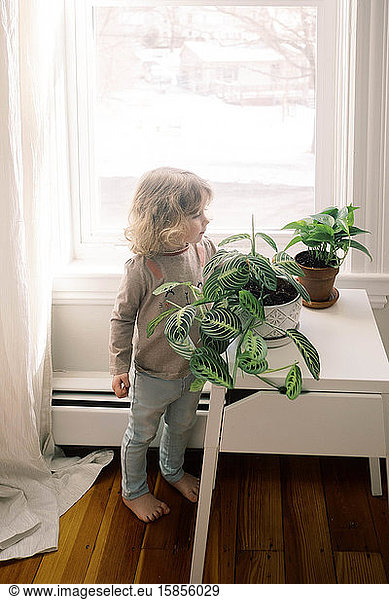 Little toddler looking at the growth of a houseplant.