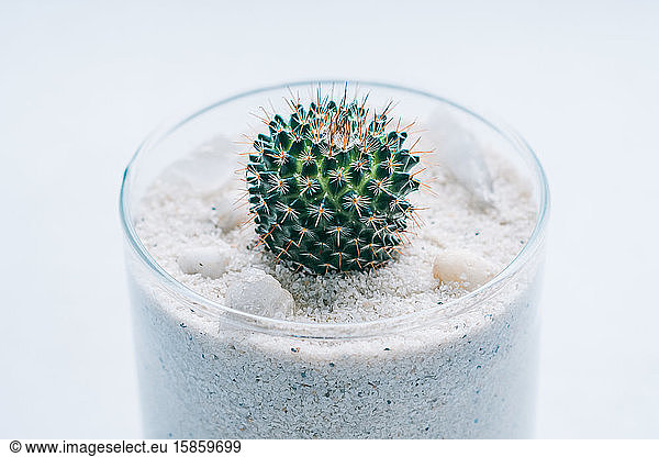 Little yellow cactus in the glass pot