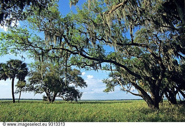 Live oak trees and the Myakka River  Myakka River State Park  Florida  USA  Myakka River State Park  Florida  USA.