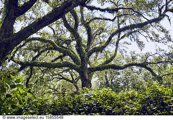 Live oak trees of Eden Gardens state park