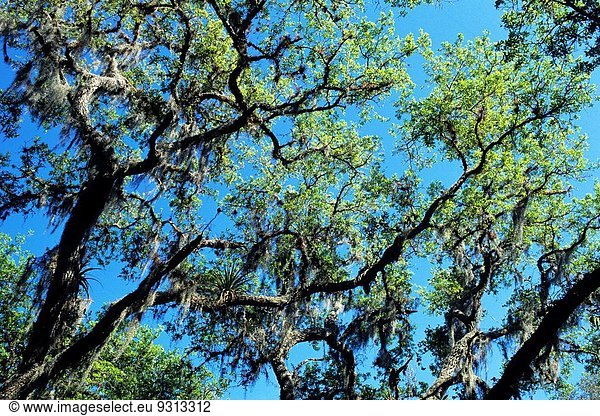 Live oak trees with Spanish Moss  Myakka River State Park  Florida  USA  Myakka River State Park  Florida  USA.