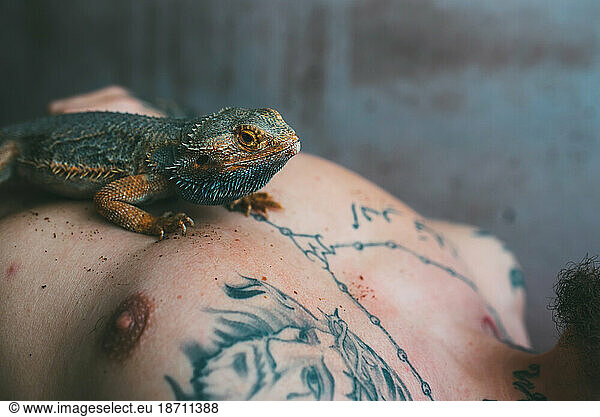 lizard lying on chest of tattooed man