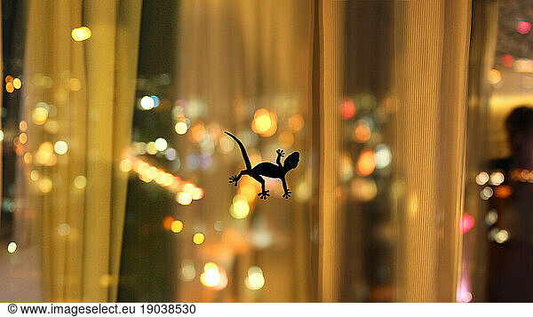 Lizard on window in hotel room  Hong Kong  China