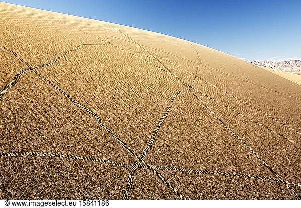Lizard trails on the Mesquite flat sand dunes in Death Valley which is the lowest  hottest  driest place in the USA  with an average annual rainfall of around 2 inches  some years it does not