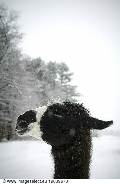 Llama profile in snowfall  Maine  New England.