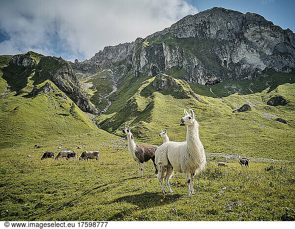 Llamas and cows standing on grass field on sunny day