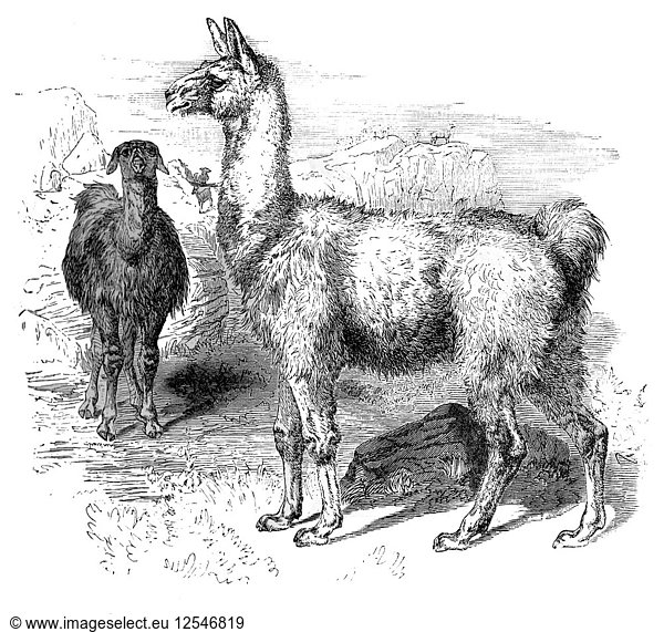 Llamas  c1880. Artist: Unknown