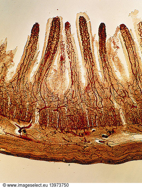 LM of blood vessels in villi of small intestine