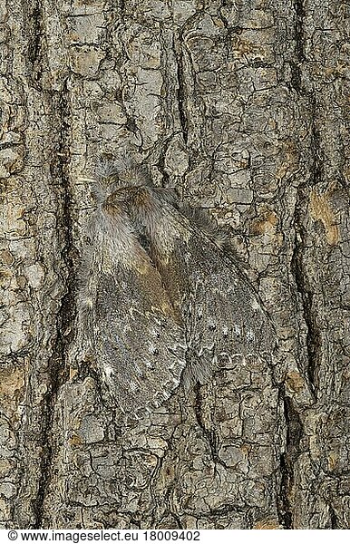 Lobster Moth (Stauropus fagi) adult  camouflaged on tree trunk  Oxfordshire  England  United Kingdom  Europe