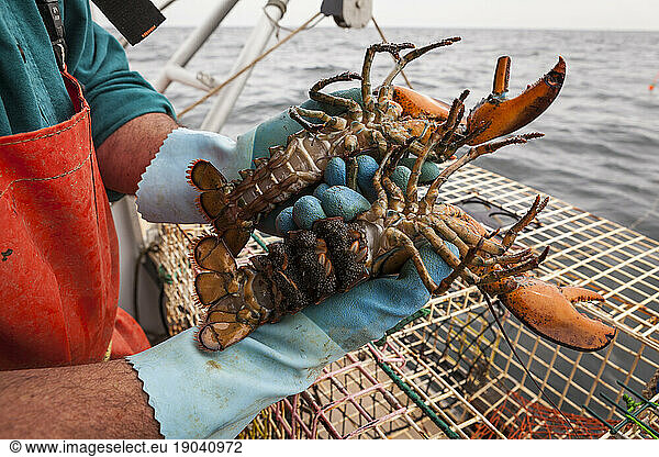Lobsters lying upside down on hands