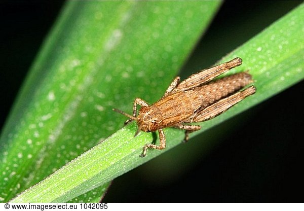 Locust (Anacridium Aegyptium)